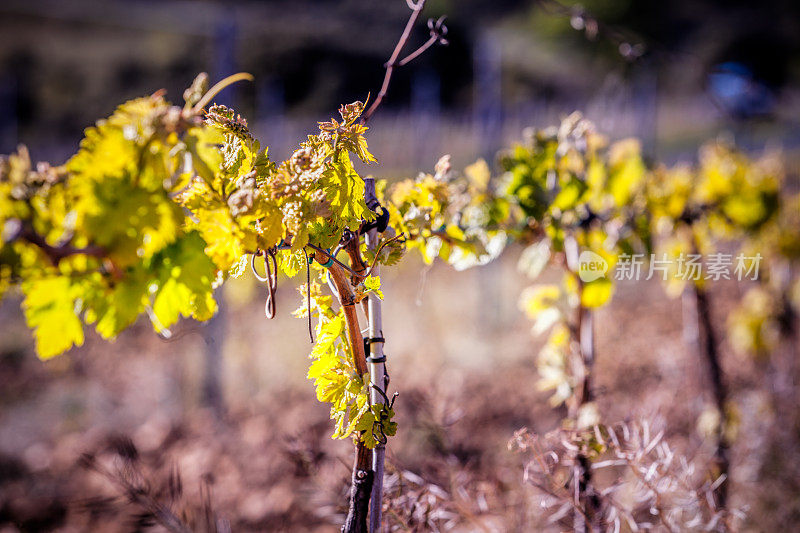 西班牙巴斯克地区里奥哈·阿拉维萨(Rioja Alavesa)春季葡萄园